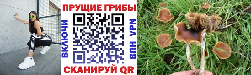 Псилоцибиновые грибы ЛСД  купить закладку  Щёлково 